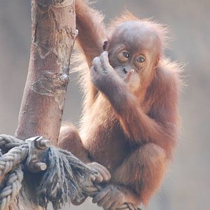 Sumatran Orang-Utan at Leipzig, 02/09/11