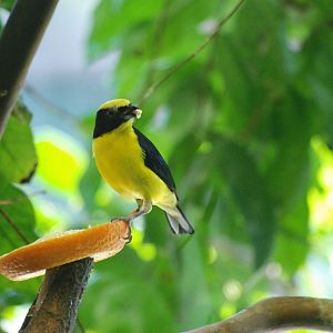 Thick-billed Euphonia at Leipzig, 02/09/11