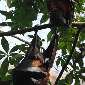 Variable Fruit Bat at Leipzig, 02/09/11