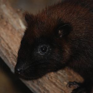 Southern Luzon Cloud Rat at Leipzig, 02/09/11