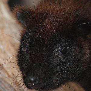 Southern Luzon Cloud Rat at Leipzig, 02/09/11