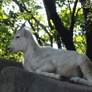 Dall's Sheep at Leipzig, 02/09/11