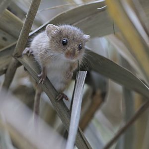 Harvest mouse