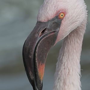 Lesser flamingo