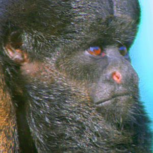 Red-backed bearded saki; Colchester; 1st October 2011