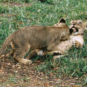 lion cubs playing