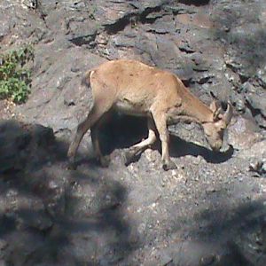 west caucasian tur 140911