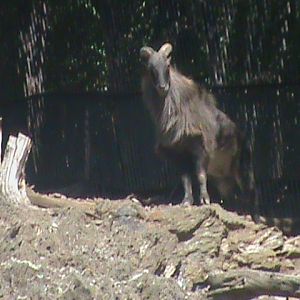 himalayan tahr 140911