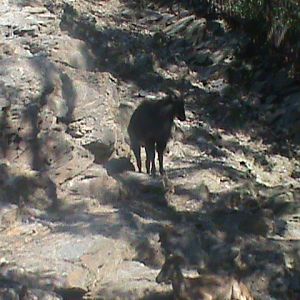 himalayan tahr 140911