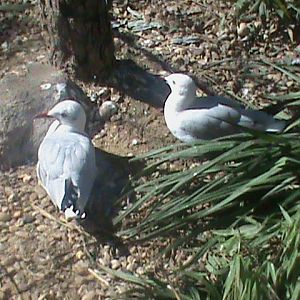 grey hooded gulls 140911