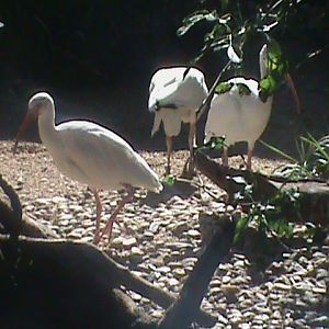 american white ibis 140911