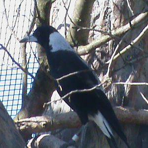 australian magpie 140911