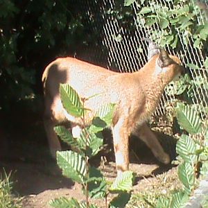 caracal 140911