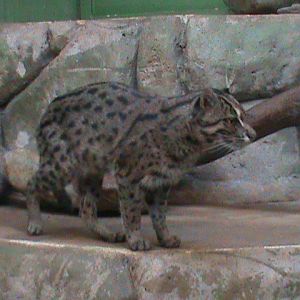 fishing cat 140911