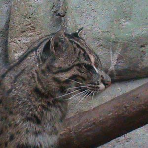 fishing cat 140911