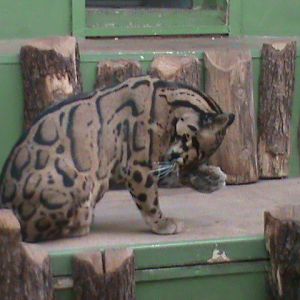 indochinese clouded leopard 140911