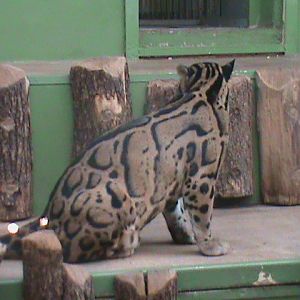 indochinese clouded leopard 140911