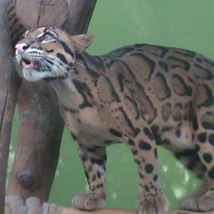 indochinese clouded leopard 140911