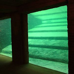 Elephant Underwater Viewing Window at Leipzig, 02/09/11