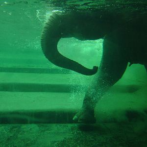 Underwater Elephant at Leipzig, 02/09/11