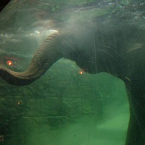 Underwater Elephant at Leipzig, 02/09/11