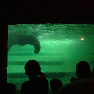 Underwater Elephant at Leipzig, 02/09/11