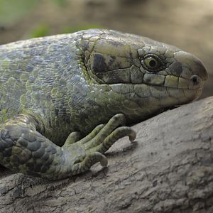 Prehensile-tailed skink