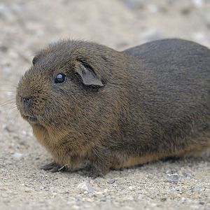 Guinea pig