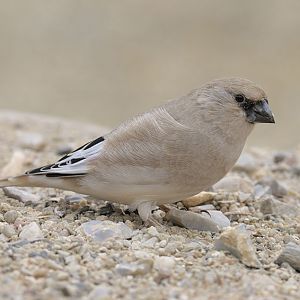 Desert finch