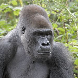 Lowland gorilla, Kumbuka