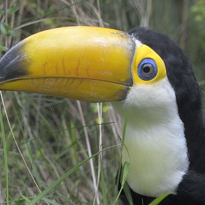 Toco toucan fledgling