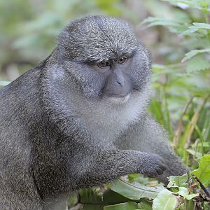 Allens swamp monkey