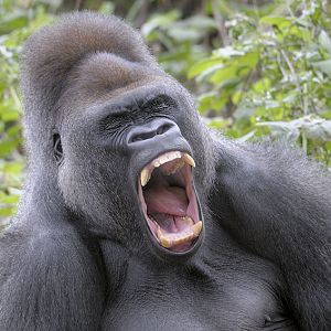 Lowland gorilla, Kumbuka, yawning