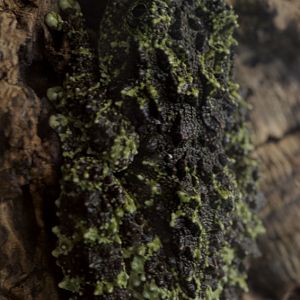 Vietnamese mossy frog