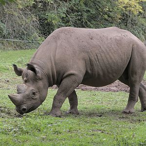 Black rhino