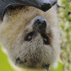 Rodrigues fruit bat