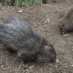 Brush-tailed porcupine and Cusimanse