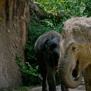 Asian elephants