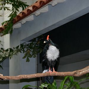 Horned Guan