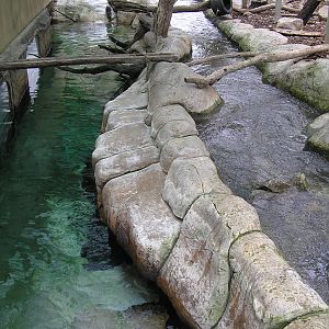 Asian small-clawed otter enclosure