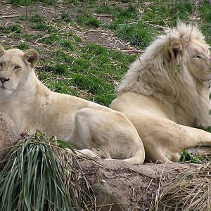 White lions