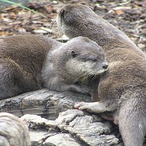 Asian small-clawed otter