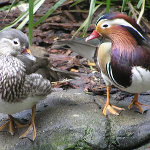 Mandarin ducks