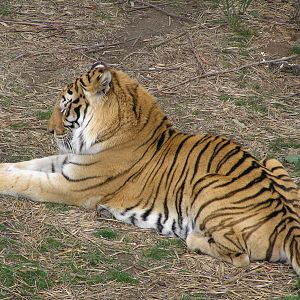 Bengal tiger