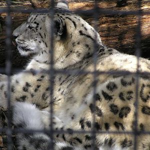 Snow leopard