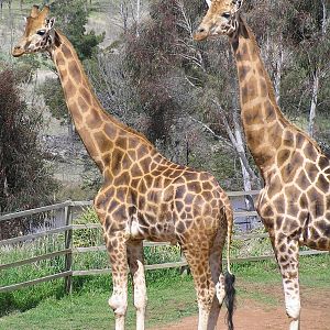 Giraffes