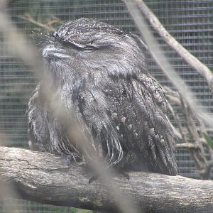 Tawny Frogmouth
