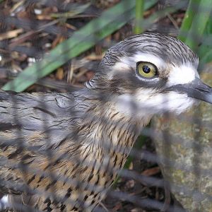 Bush stone curlew