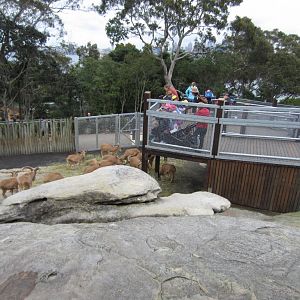 Viewing the Barbary Sheep