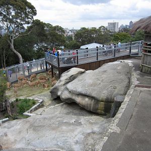 Barbary Sheep enclosure
